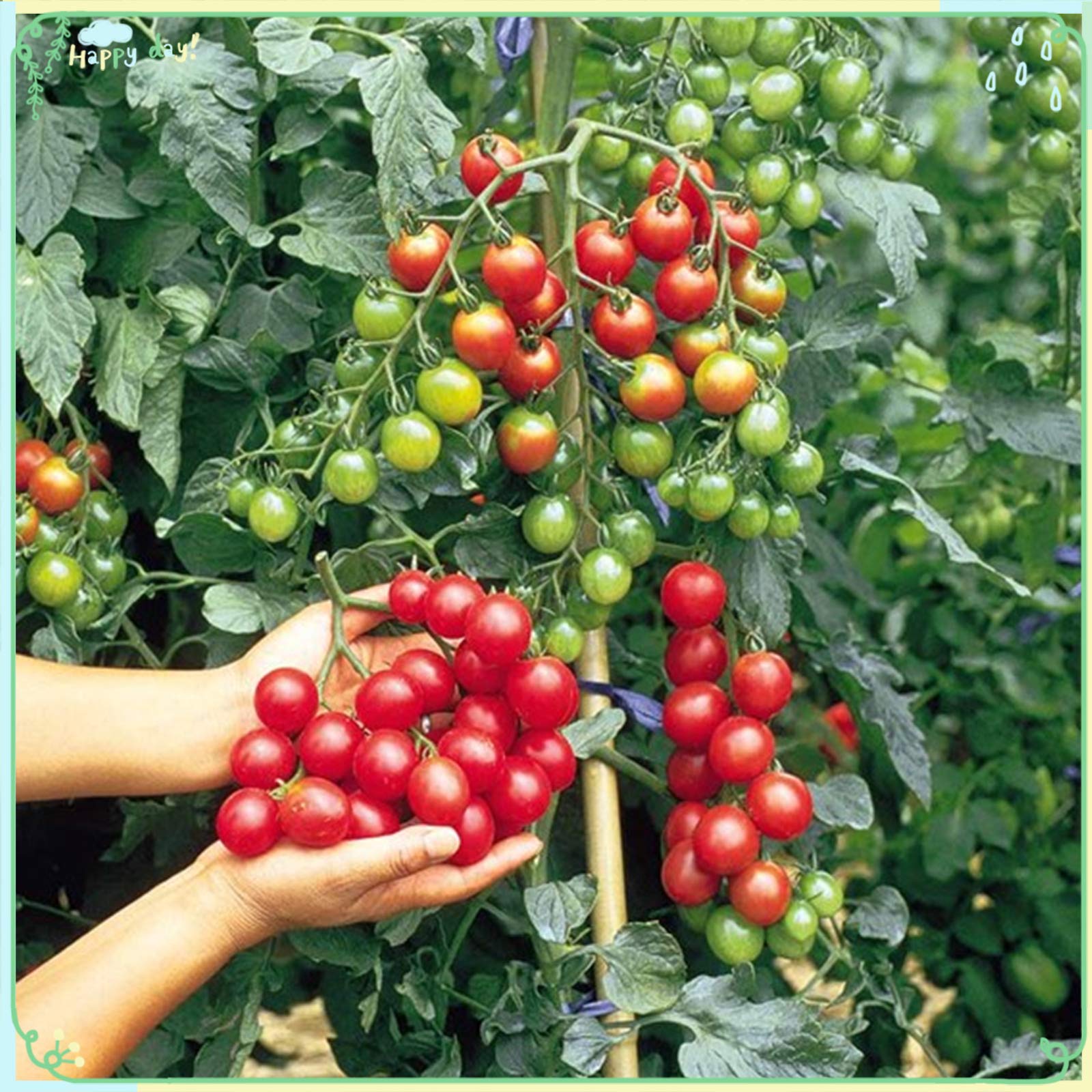 Amazon.com : zellajake Fruit Plant Seeds 200+ Tomato Seeds-Sweet